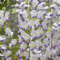 Japanese Wisteria Seeds - Climbing Vine Pack of 5 - Fragrant Purple Flowers - Wisteria floribunda - Perennial Garden Plant