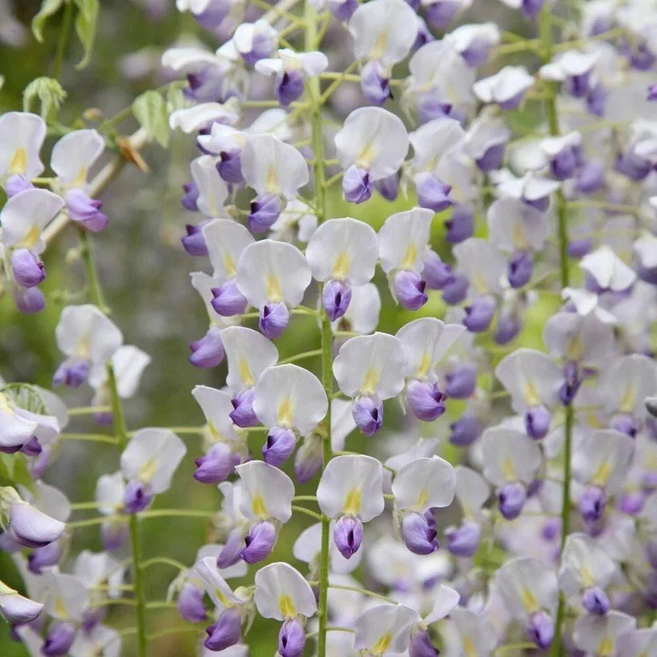 Japanese Wisteria Seeds - Climbing Vine Pack of 5 - Fragrant Purple Flowers - Wisteria floribunda - Perennial Garden Plant
