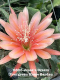 Epiphyllum Orchid Cactus Plant - 4" Starter Pot - Jesse’s Dream - Trailing Epiphyllum spp. Indoor Cactus