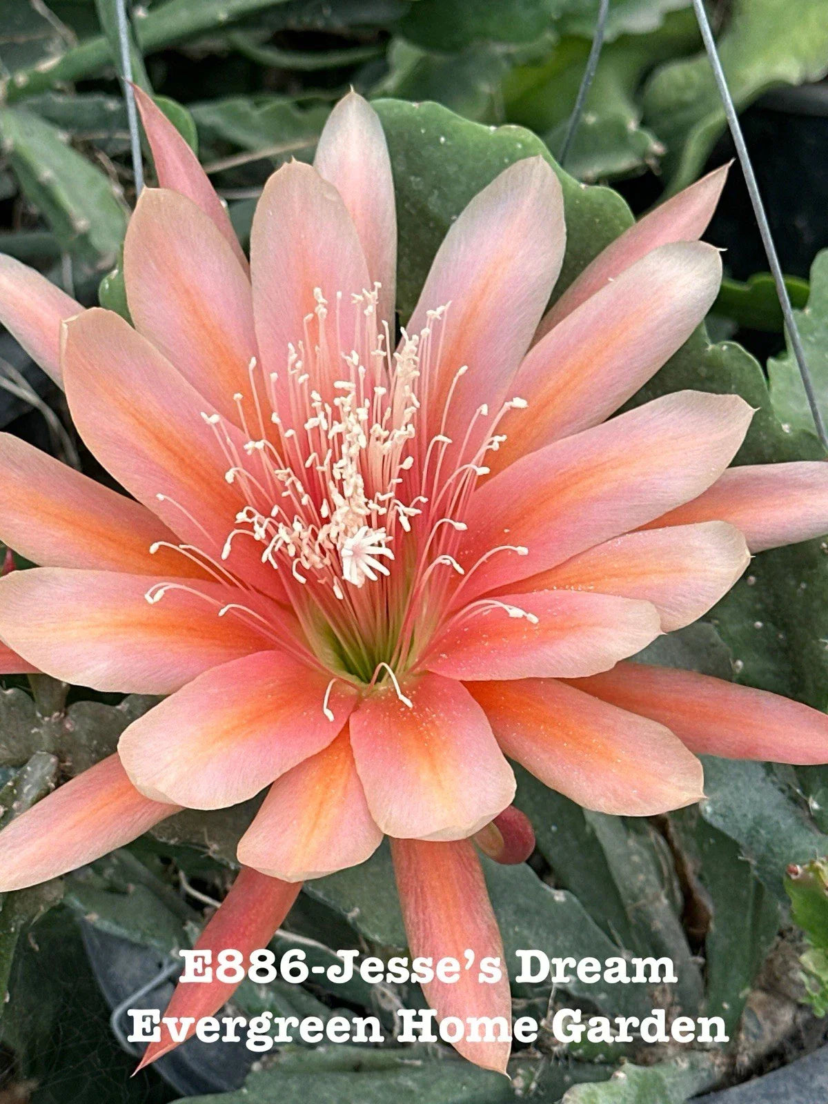 Epiphyllum Orchid Cactus Plant - 4" Starter Pot - Jesse’s Dream - Trailing Epiphyllum spp. Indoor Cactus