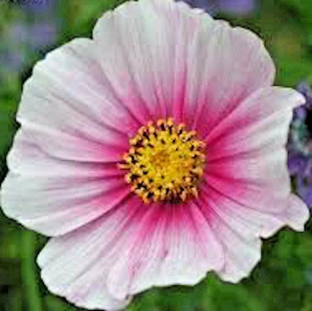 Cosmos Daydream Seeds - 301+ Count Wildflower for Heat, Drought, Poor Soils - Pollinator Friendly, Easy to Grow - Cosmos bipinnatus