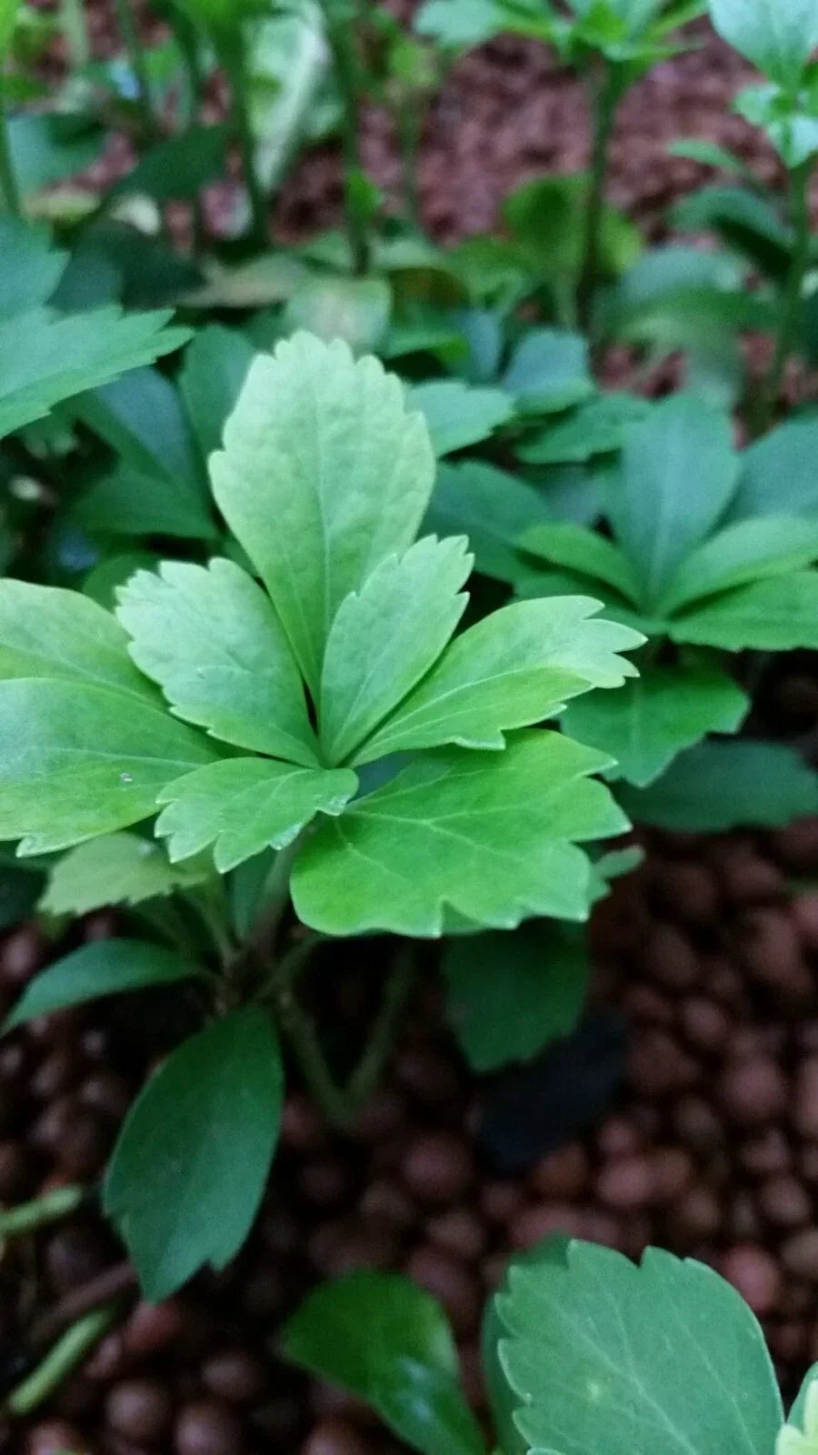 Pachysandra Ground Cover Cuttings 15 pcs Evergreen Japanese Spurge Pachysandra terminalis for Shade Sun