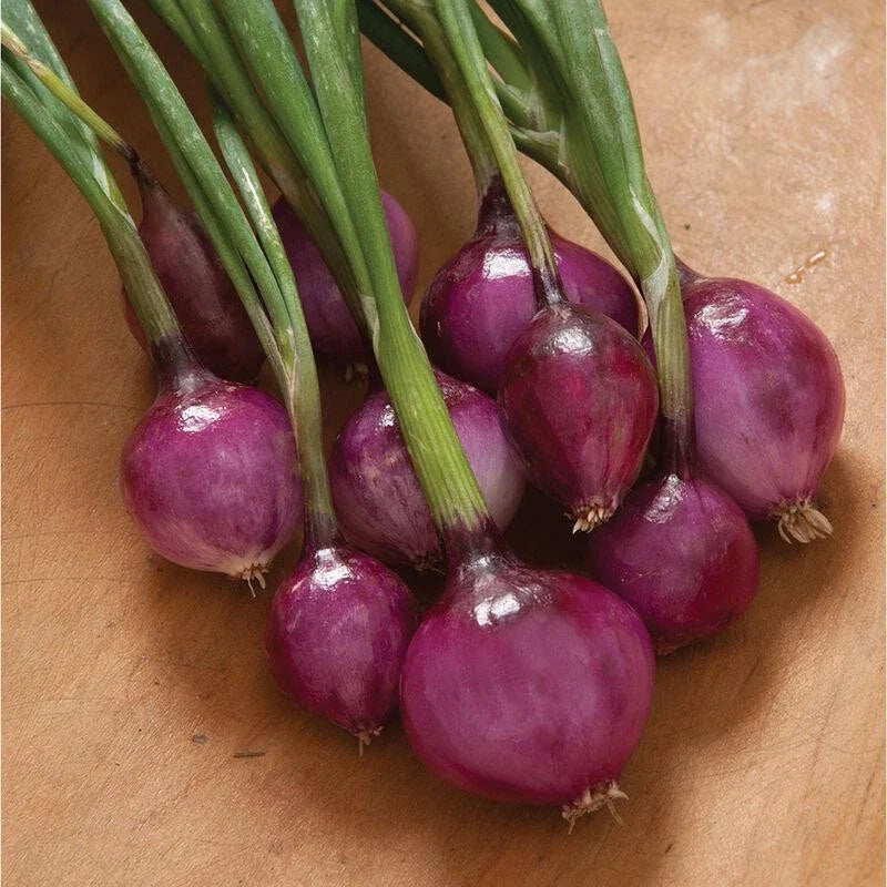 Purplette Onion Seeds - Non-GMO Allium cepa Specialty Onion Seeds for Home Garden & Culinary Use