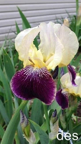 Tall Bearded Iris Plants - Ruffled Purple & Yellow Blooms - 3 Live Iris germanica Perennials