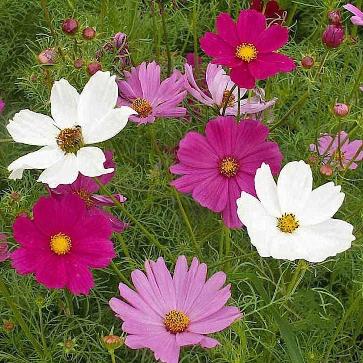 Sensation Tall Mixed Cosmos Wildflower Seeds - 1/4 Lb Non-GMO Seeds for Pollinator Gardens - Cosmos bipinnatus