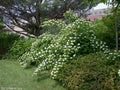 Bare Root Ninebark Plant - Physocarpus opulifolius, 12-18 Inches, Low Maintenance, Full Sun to Partial Shade