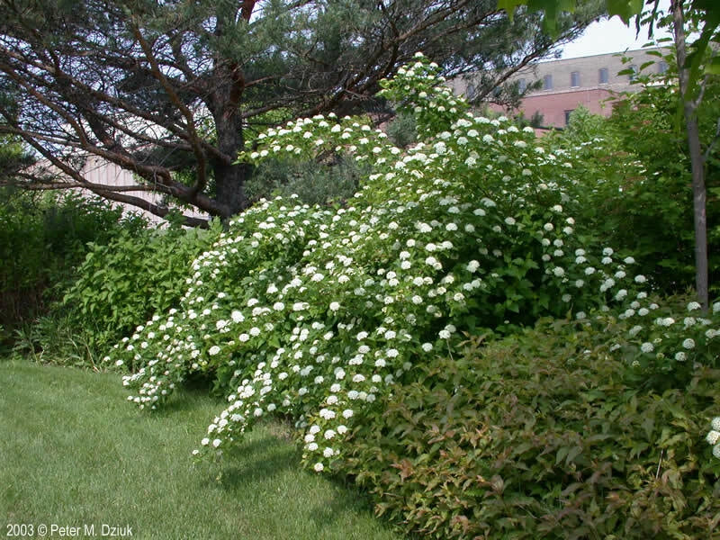 Bare Root Ninebark Plant - Physocarpus opulifolius, 12-18 Inches, Low Maintenance, Full Sun to Partial Shade
