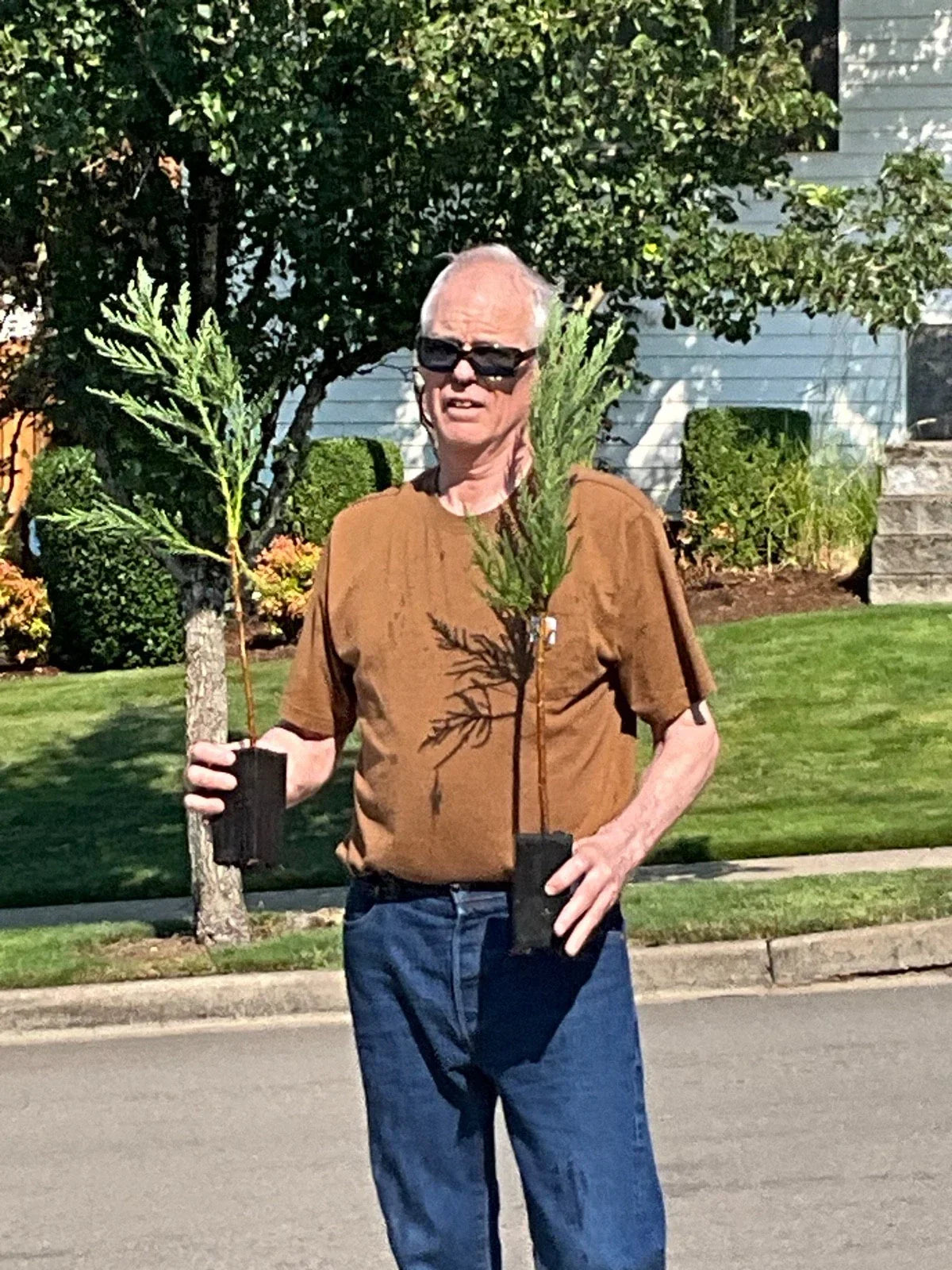 Giant Sequoia Redwood Tree Starts - 25 Inch Seedlings - Sequoiadendron giganteum for Landscaping and Gardening