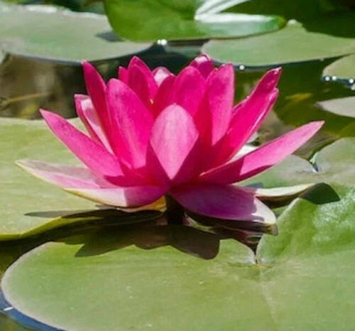 Bright Pink Water Lily Seeds - 5 Pack, Hardy Tropical Nymphaea spp, Flowering Aquatic Plant for Ponds and Water Gardens