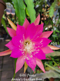 Epiphyllum Gitti Paetz Unrooted Cuttings - Orchid Cactus, Tropical Indoor Plant, 8-10 Inches, Unique Foliage & Stunning Blooms