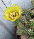 Grusonia Bulbispina Cactus Cuttings – Rare Durango Mat-Forming Succulent – 4 Pieces for Planting