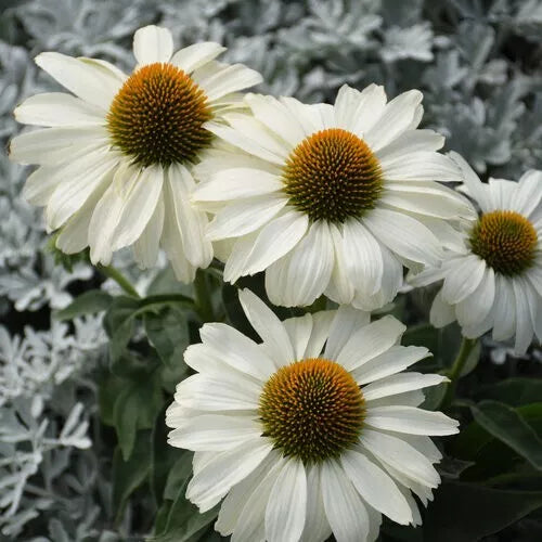 White Coneflower Seeds - 50 Pack - Echinacea purpurea - Perennial Flowers for Garden Beds & Borders