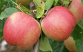 Florina Apple Seeds – Organic Non-GMO Malus domestica for Home Garden Planting, 25+ Seeds