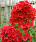 Bright Red Phlox Seeds - Perennial Flower Seeds for Butterfly Gardens - Phlox paniculata, Full Sun, 50 Seeds