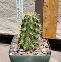 Echinocereus X Roetteri Live Rooted Plant | Roetter's Hedgehog Cactus | Desert Succulent with Pink Flowers