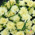 Marie Chabaud Carnation Seeds - 200+ Pack for Garden Planting - Dianthus caryophyllus, Fringed Blooms, Full Sun, Easy to Grow