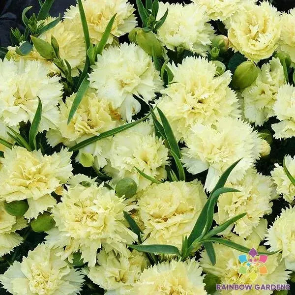 Marie Chabaud Carnation Seeds - 200+ Pack for Garden Planting - Dianthus caryophyllus, Fringed Blooms, Full Sun, Easy to Grow