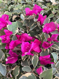 Claret Red Variegated Bougainvillea Starter Plant - Well Rooted Plug, Bougainvillea spectabilis, Drought Tolerant, Full Sun, Garden & Patio