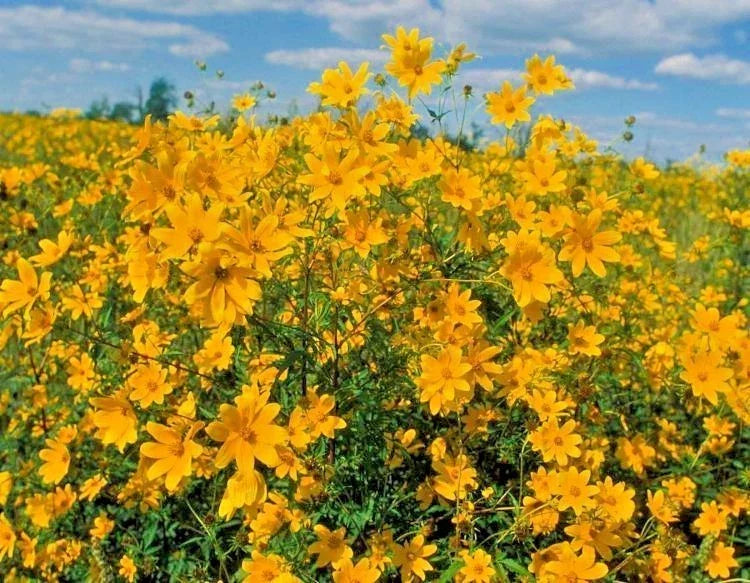 Swamp Marigold Seeds - 101+ Native Wildflower, Yellow Blooms, Wetland Perennial, Caltha palustris, Easy Care, Fast Growing