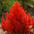 Scarlet Plume Celosia Seeds - Non-GMO Flower Seeds for Vibrant Red Plume Flowers - Celosia argentea, Annual Garden Seeds