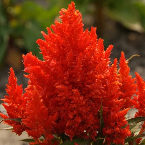 Scarlet Plume Celosia Seeds - Non-GMO Flower Seeds for Vibrant Red Plume Flowers - Celosia argentea, Annual Garden Seeds