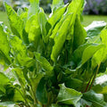 Large Leaf Sorrel Seeds | Heirloom Non-GMO Herb Seeds for Home Gardens | Rumex acetosa