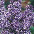Purple White Lilac Seeds - Fragrant Hardy Perennial Syringa vulgaris - Garden Flower Seeds, Pollinator Attracting, 25 Pack