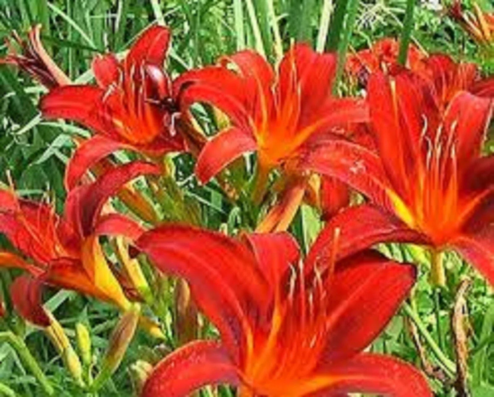 Red Giant Daylily Plants - 3 Bare Root, Sprouting, Hemerocallis 'Red Giant' Perennials for Garden, Summer Bloom, Free Shipping