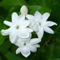 Arabian Jasmine Starter Plant - Rooted Jasminum sambac with Fragrant Blooms