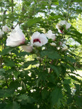 Set of 4 Rose of Sharon Plants 12-24 Inches Mixed Colors Hibiscus syriacus Hardy Zones 5-9