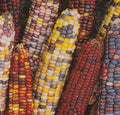 Rainbow Ornamental Corn Seeds - Zea mays, Multicolored Kernels, Decorative Annual for Garden & Arrangements