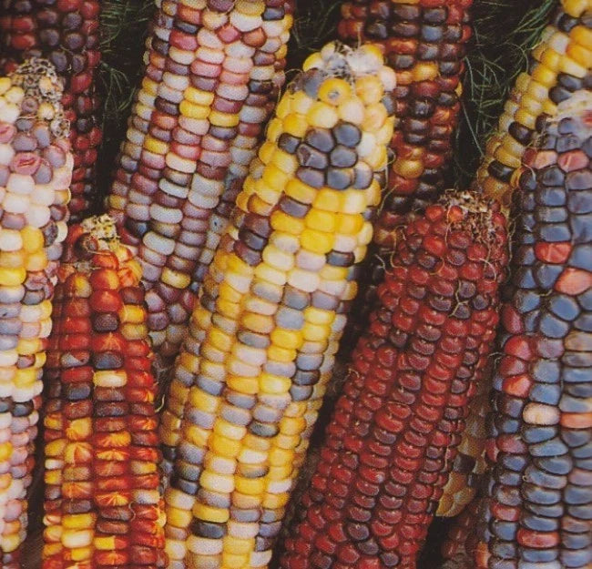 Rainbow Ornamental Corn Seeds - Zea mays, Multicolored Kernels, Decorative Annual for Garden & Arrangements
