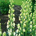 Bearded Monkshood Seeds - Organic 5 Pack - Aconitum barnatum Perennial Blue Flowering Plant