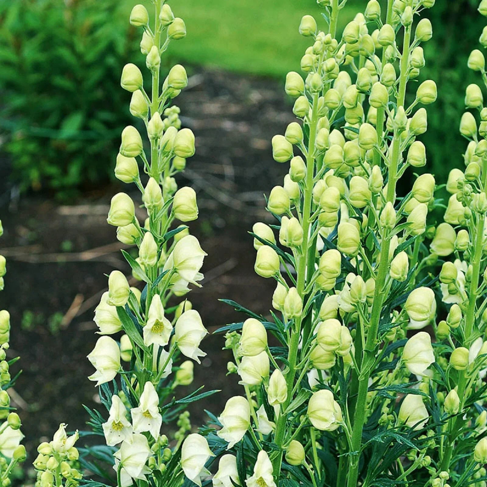 Bearded Monkshood Seeds - Organic 5 Pack - Aconitum barnatum Perennial Blue Flowering Plant