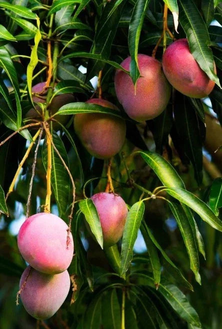 Dwarf Mango Tree Live Plant, 10-14 in, Sweet Mango, Mangifera indica, Compact Container Plant
