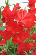 Sweet Pea Seeds - 50+ Pack - Dave Thomas Variety - Fragrant Climbing Vine - Lathyrus odoratus - Garden Planting, USA