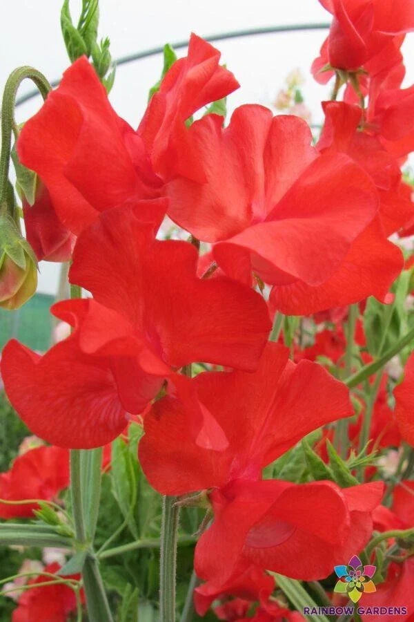 Sweet Pea Seeds - 50+ Pack - Dave Thomas Variety - Fragrant Climbing Vine - Lathyrus odoratus - Garden Planting, USA