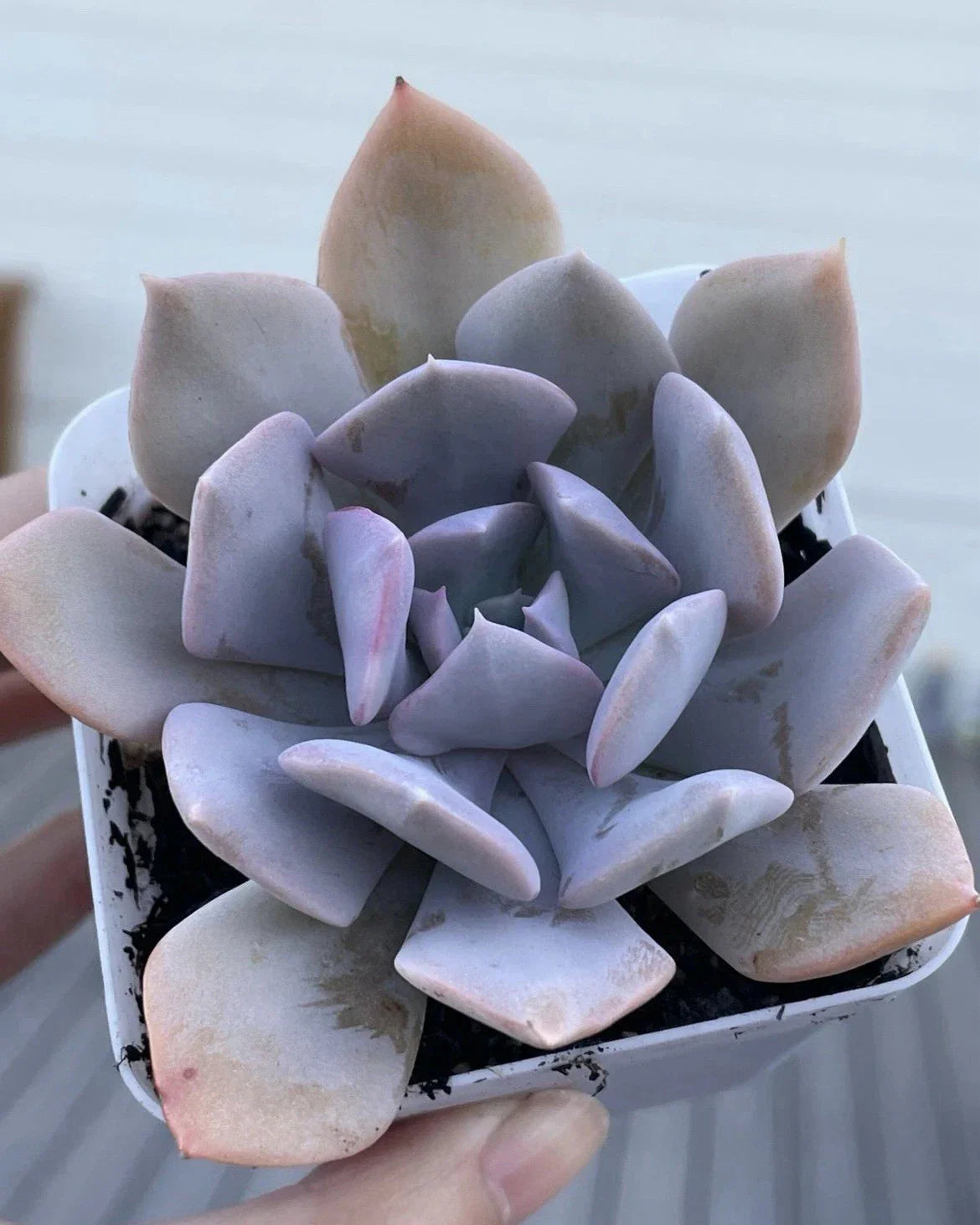 Rare Echeveria Misty Lilac Succulent 2-Inch Live Plant for Home Decor, Gift, Indoor Plant, Rosette, Drought Tolerant