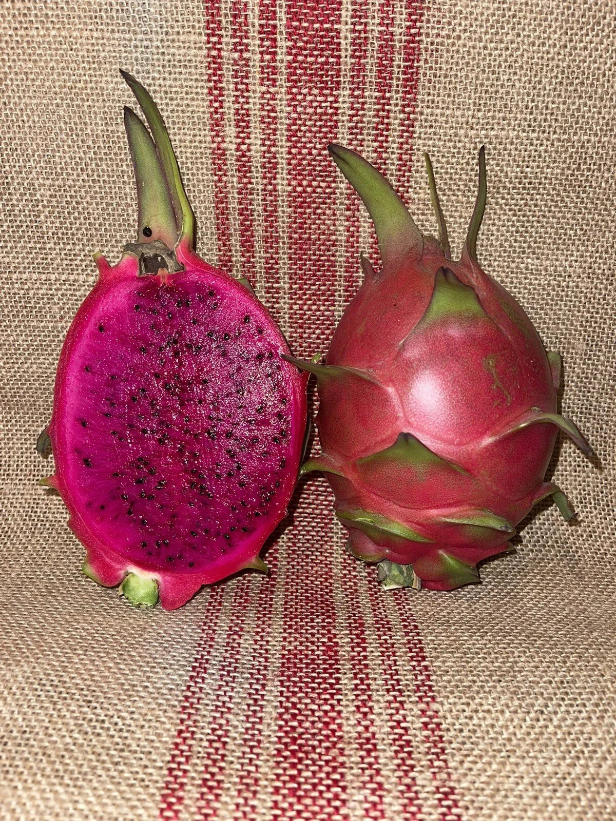Mature Dragon Fruit Cuttings Natural Mystic Variety Hylocereus undatus for Home Gardening