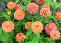 Zinnia Seeds - 100+ Flower Garden Mix - Annual Zinnia elegans - Vibrant Colors for Borders & Containers