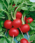 Champion Radish Seeds - Organic Non-GMO Heirloom Raphanus sativus, 200+ Seeds for Home Garden, Fast-Growing, Full Sun, Container & Bed