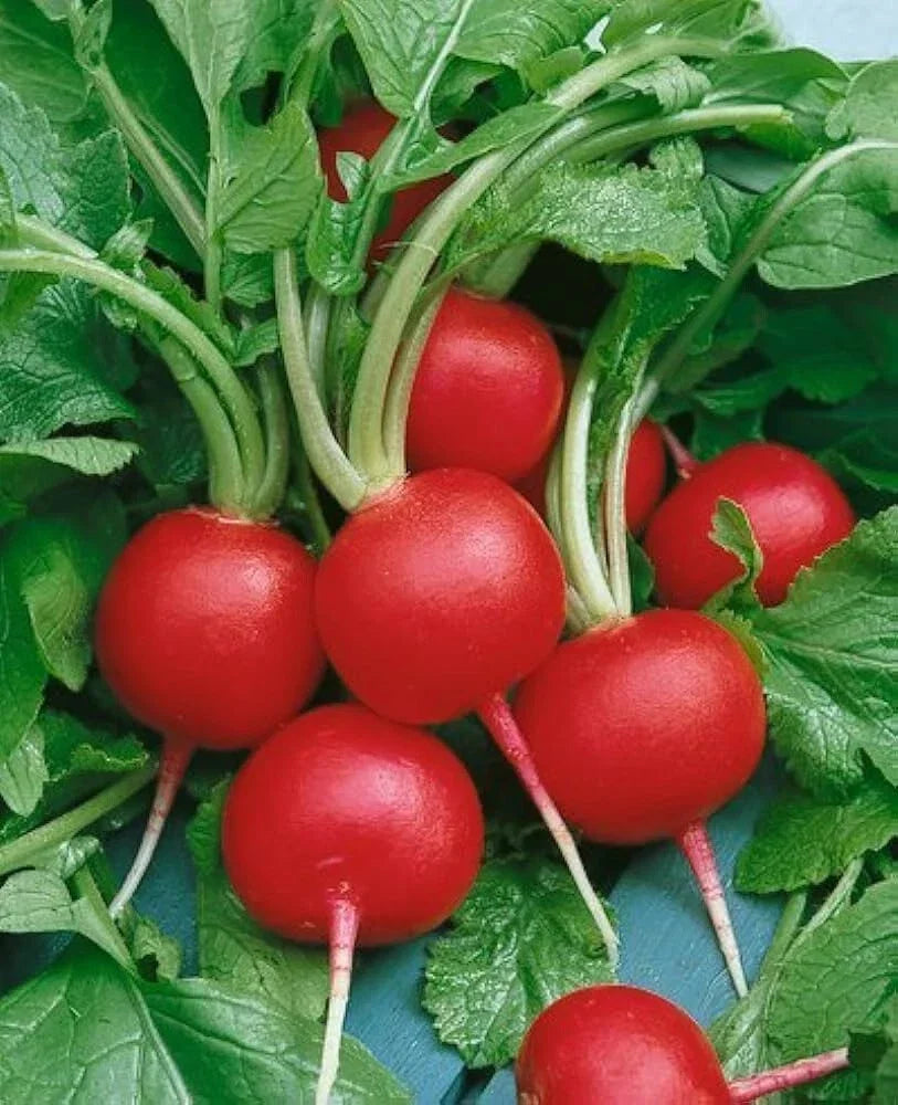 Champion Radish Seeds - Organic Non-GMO Heirloom Raphanus sativus, 200+ Seeds for Home Garden, Fast-Growing, Full Sun, Container & Bed