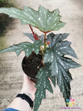 Begonia Seeds, Sophie Cecil, Non-GMO, Begonia x semperflorens, Garden Planting, Indoor & Outdoor, Vibrant Foliage