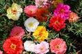 Moss Rose Seeds - 1000 Count - Portulaca Double Mix - Drought-Resistant Annual Flowers for Borders & Containers