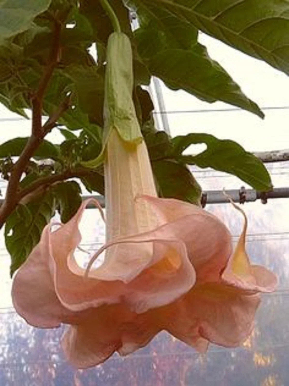 Cantaloupe Angel Trumpet Seeds - Brugmansia Datura Exotic Flower Seeds for Garden, 10 Pack