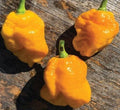Yellow Tobago Scotch Bonnet Pepper Seeds – 20 Premium Capsicum chinense Seeds for Spicy Caribbean Cuisine