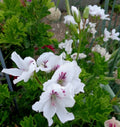Fancy Regal Geranium Cuttings - White & Purple Pelargonium 3 Pack, Indoor Garden, Pelargonium x domesticum