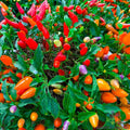 Chinese Ornamental Hot Pepper Seeds - Pack of 25+ Capsicum annuum, Colorful Varieties, Indoor & Outdoor Gardening, USA Free Shipping