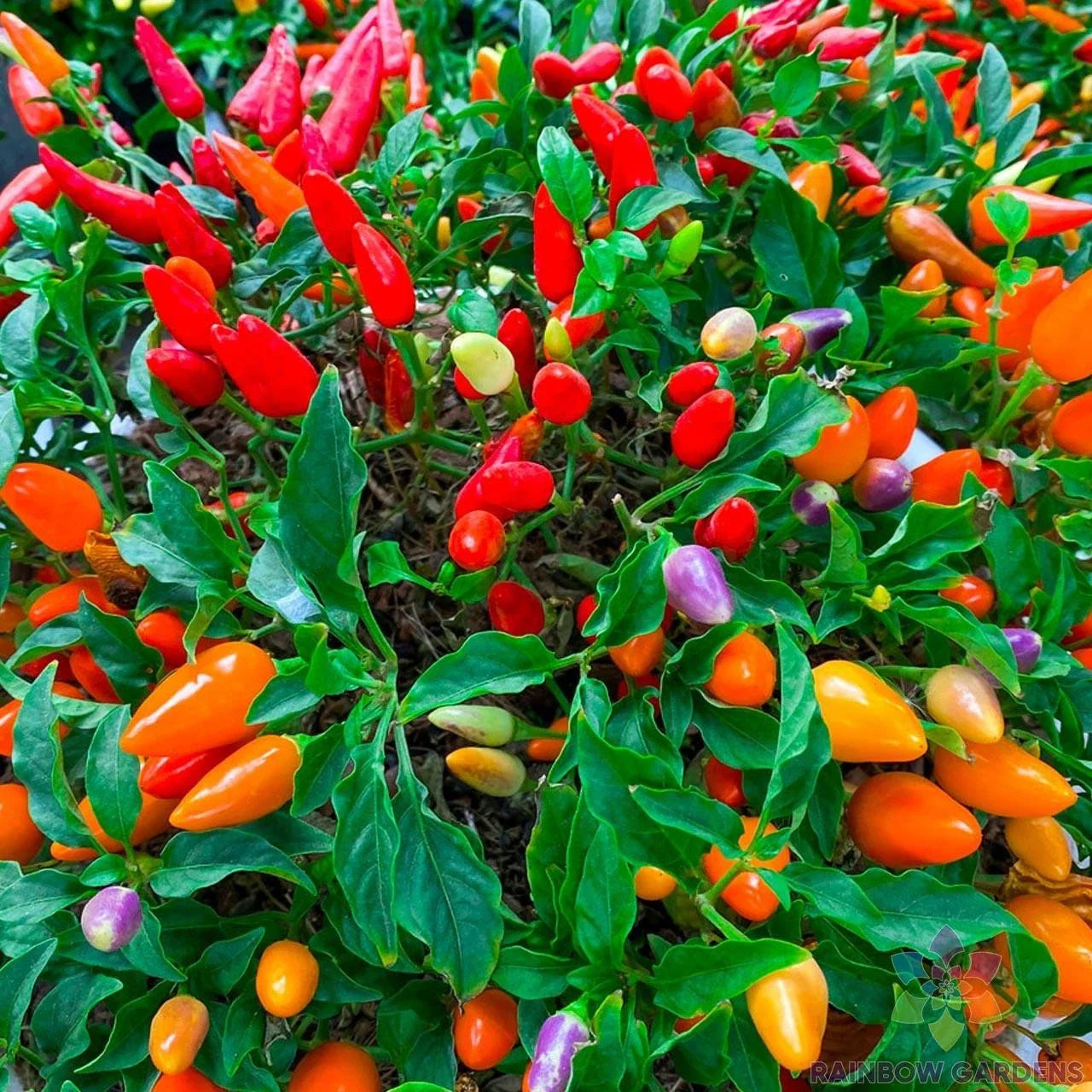 Chinese Ornamental Hot Pepper Seeds - Pack of 25+ Capsicum annuum, Colorful Varieties, Indoor & Outdoor Gardening, USA Free Shipping
