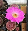 Arizona Rainbow Cactus Live Plant 4" Pot Echinocereus rigidissimus Pink Cactus for Indoor Outdoor Gardening